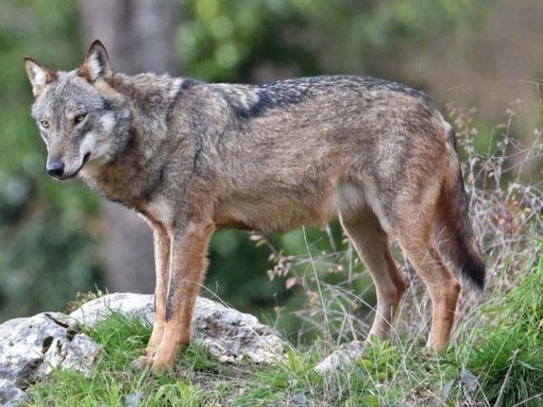 Branco di lupi assale gregge in Calabria, morti 26 animali