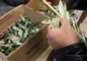 Domenica delle Palme: le tradizioni popolari in Calabria