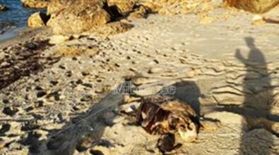 La carcassa di una tartaruga Caretta caretta rinvenuta sulla spiaggia di Santa Domenica di Ricadi