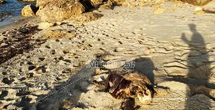La carcassa di una tartaruga Caretta caretta rinvenuta sulla spiaggia di Santa Domenica di Ricadi