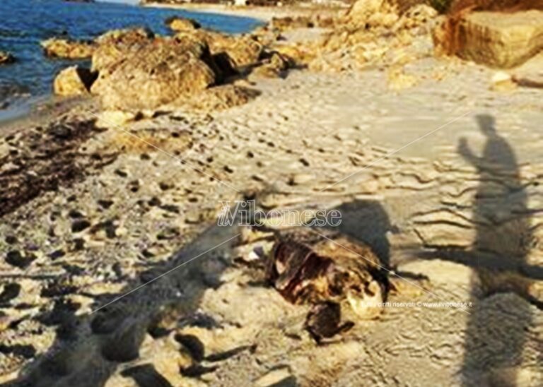 La carcassa di una tartaruga Caretta caretta rinvenuta sulla spiaggia di Santa Domenica di Ricadi