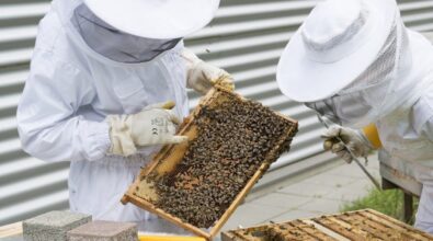Apicoltura, dalla Regione 1,3 milioni per sostenere le aziende calabresi