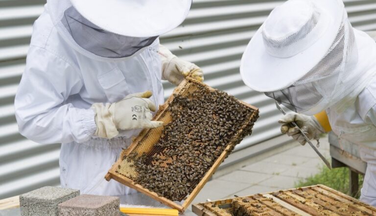 Apicoltura, dalla Regione fondi per sette milioni in cinque anni: «Settore strategico»