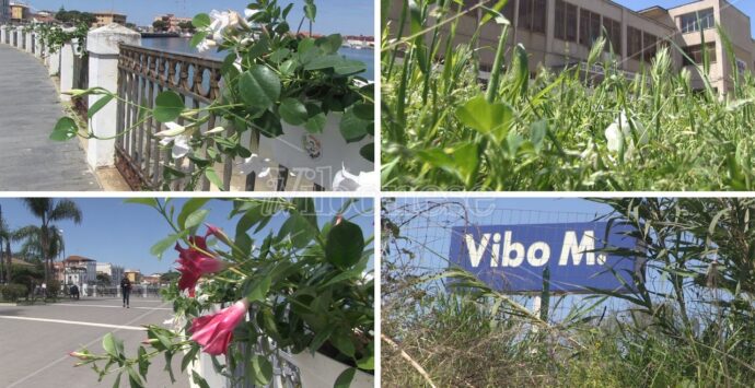 Vibo Valentia, la frazione Marina tra fiori e… sterpaglie – Video