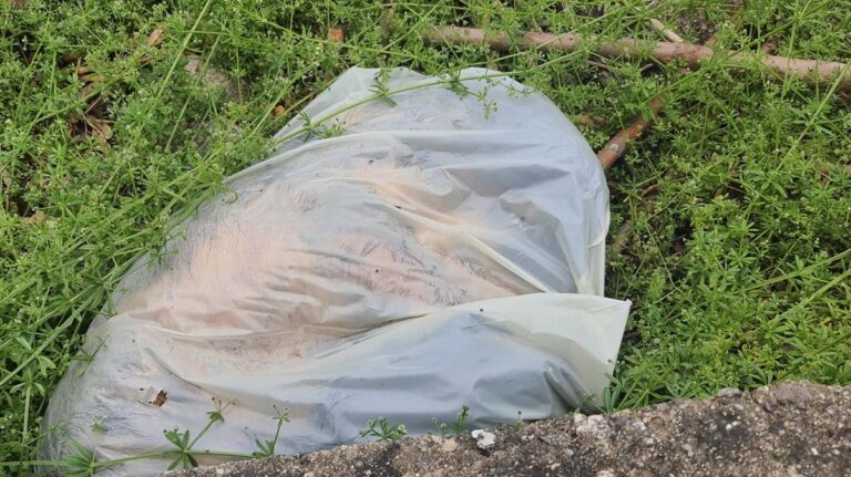 Carcassa di cane trovata dentro un sacco nei pressi della stazione di Santa Domenica