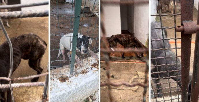 Canile chiuso a Ricadi, Oipa Vibo: «Si verifichino le condizioni degli animali»
