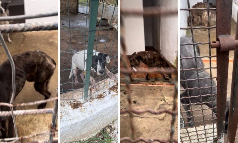 Canile chiuso a Ricadi, Oipa Vibo: «Si verifichino le condizioni degli animali»