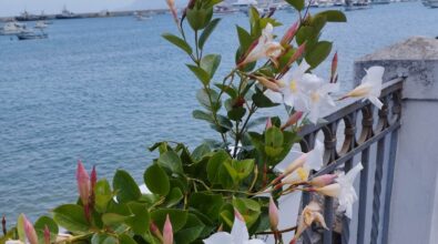 Il progetto “Vibo Marina in fiore” si consolida grazie all’impegno di un gruppo di volontari