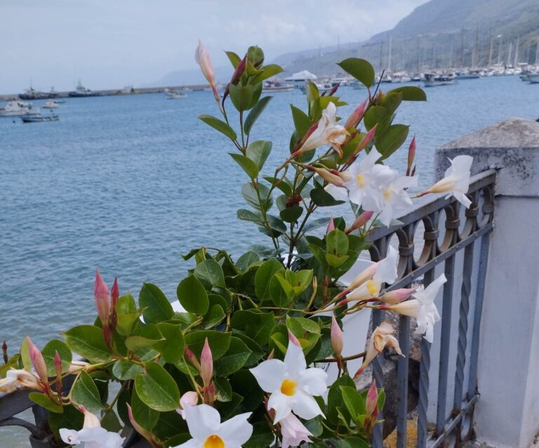 Il progetto “Vibo Marina in fiore” si consolida grazie all’impegno di un gruppo di volontari