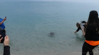 Tropea, dopo le cure torna in libertà la tartaruga trovata ferita a ottobre -Video