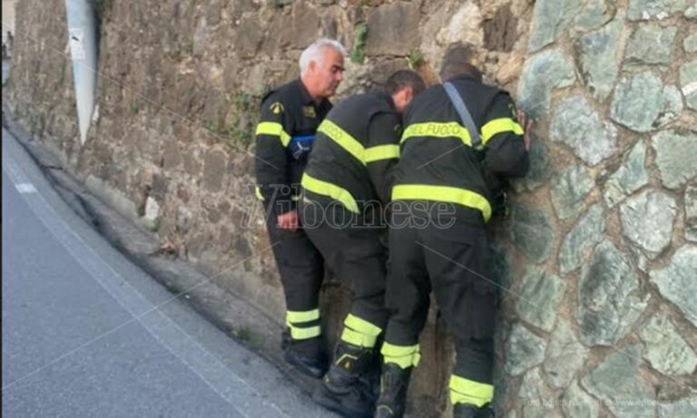 Pizzo: i Vigili del Fuoco salvano un gattino rimasto intrapplolato