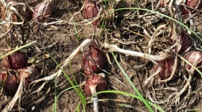 Agricoltori senz’acqua nel Briaticese, La Gamba (Pd): «Inaccettabile non riuscire a trovare soluzioni»
