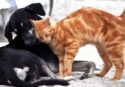 Lotta al randagismo e tutela degli animali, approvata la proposta di legge del consigliere Montuoro