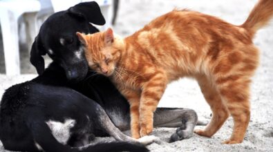 Vibo, all’Oratorio salesiano due giorni dedicati alla natura e agli animali