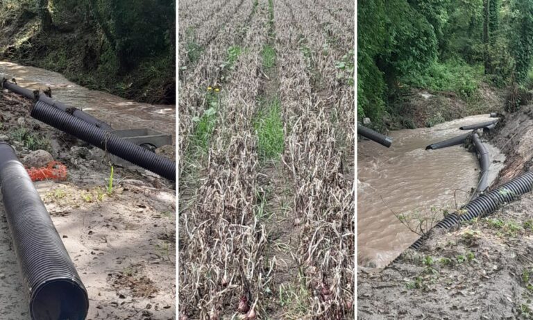 Briatico, agricoltori senz’acqua: «Cipolla rossa invendibile e danni alle altre produzioni»