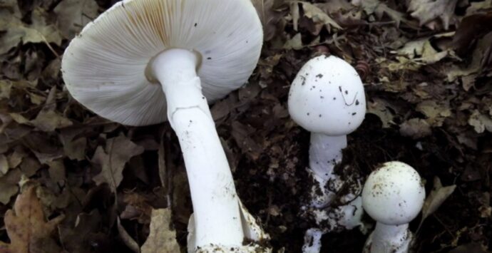 Raccolgono e mangiano funghi velenosi: coppia finisce in ospedale nel Cosentino