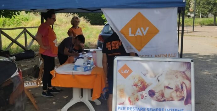 Microchip gratis, bilancio positivo per l’iniziativa Lav nel Vibonese: «Alte adesioni»