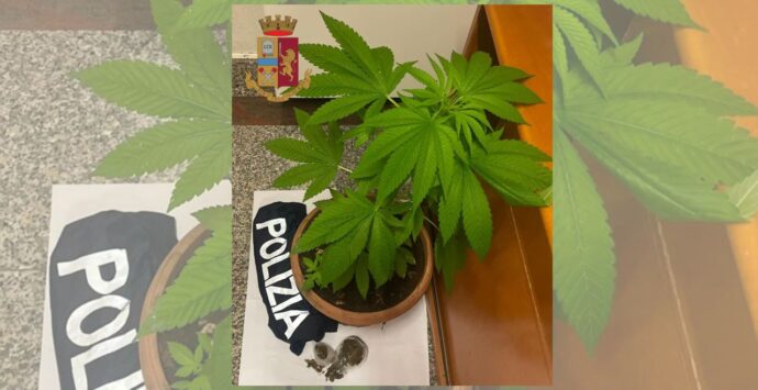 Controlli della polizia nel Vibonese, una denuncia per spaccio di marijuana