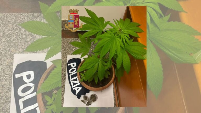 Controlli della polizia nel Vibonese, una denuncia per spaccio di marijuana