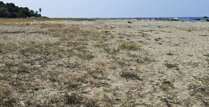 Pulizia spiaggia a Bivona, Calzone (Wwf Calabria): «Le piante infestanti devono essere rimosse»