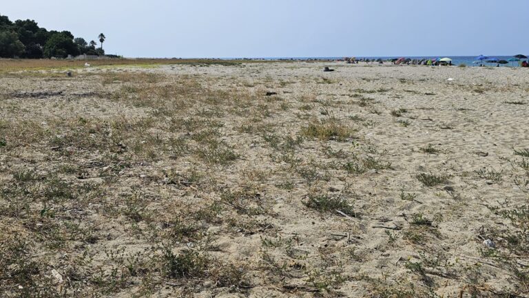 Pulizia spiaggia a Bivona, Calzone (Wwf Calabria): «Le piante infestanti devono essere rimosse»