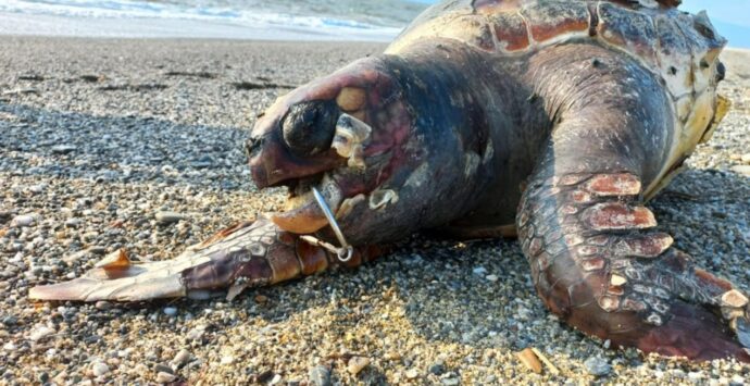 Pizzo, tartaruga morta trovata sulla spiaggia nei pressi di località Porto Ada