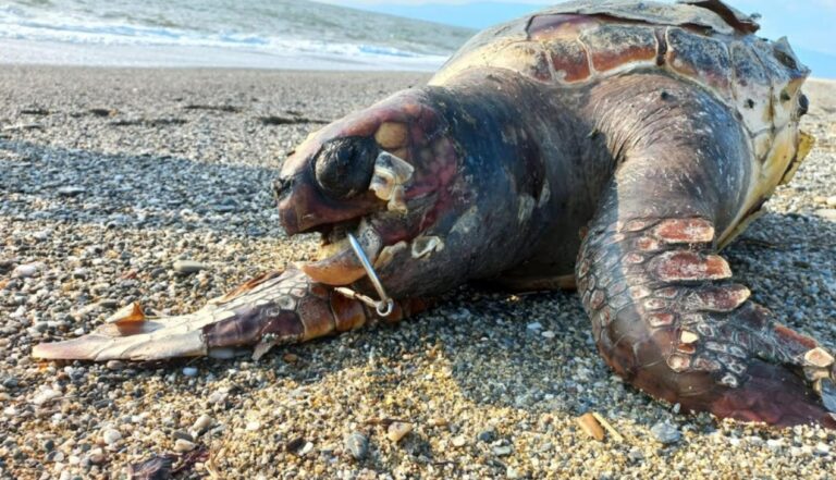 Pizzo, tartaruga morta trovata sulla spiaggia nei pressi di località Porto Ada
