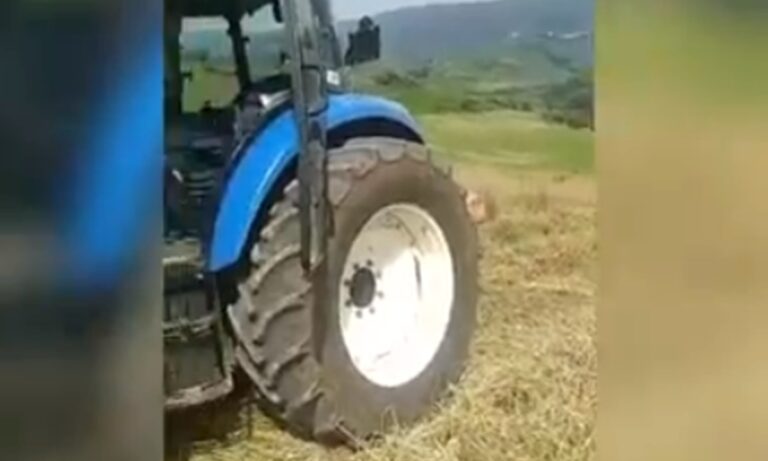 Cinghiali a Maierato: la disperazione di un agricoltore che abbandona il terreno