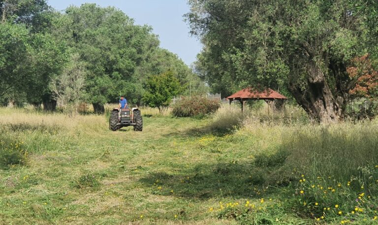 Pulizia del verde e delle spiagge a Vibo, il Comune: «Intensificate le attività»