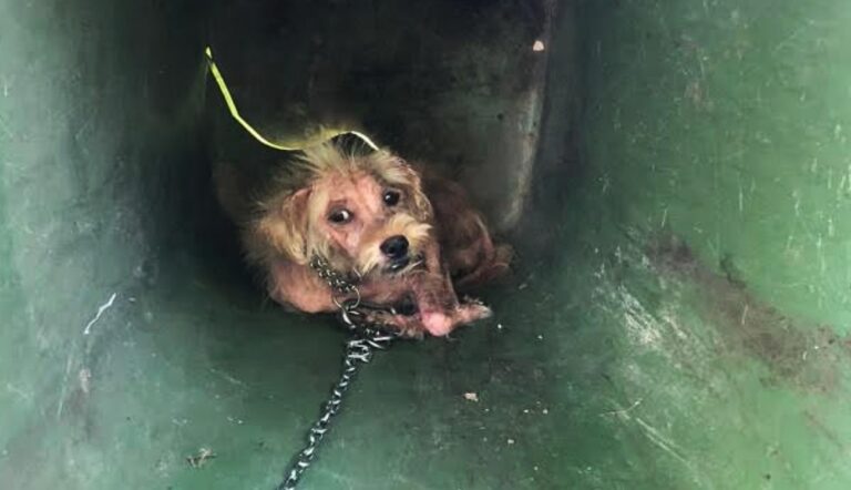 Limbadi, volontari soccorrono cane randagio a proprie spese