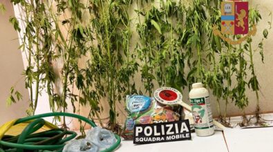 Coltivava 22 piante di marijuana in casa, scoperto dalla polizia a Bivona
