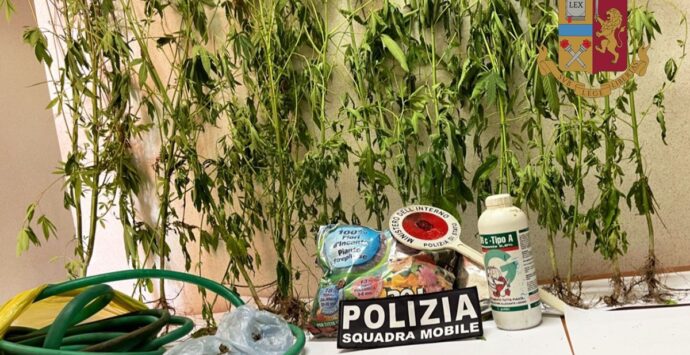 Coltivava 22 piante di marijuana in casa, scoperto dalla polizia a Bivona