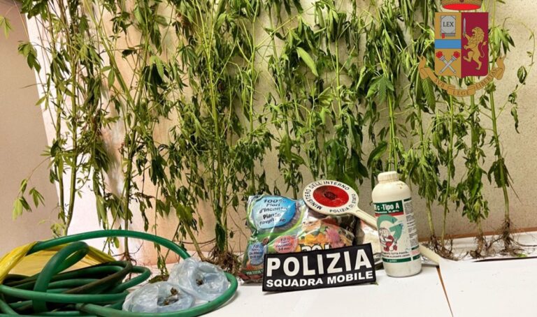 Coltivava 22 piante di marijuana in casa, scoperto dalla polizia a Bivona