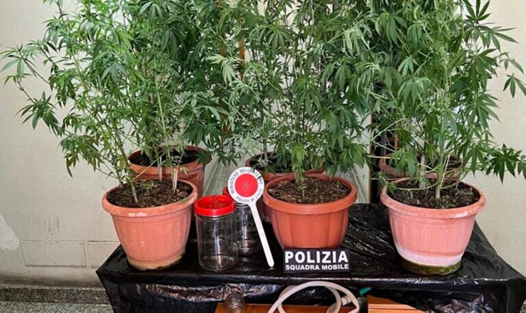 Marijuana in casa dentro i vasi, un arresto nel Vibonese