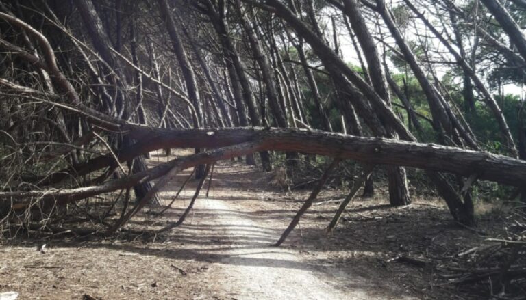 Pineta di Marina di Nicotera nel degrado, chiesti interventi di pulizia