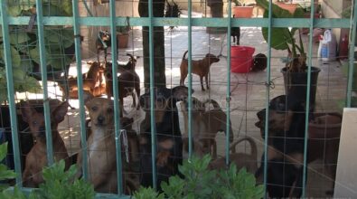 Filandari: «Troppi cani in quella casa», scatta la denuncia dei vicini – Video