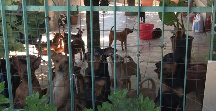 Troppi cani in casa a Filandari, la proprietaria: «Sono tenuti bene e non danno fastidio»