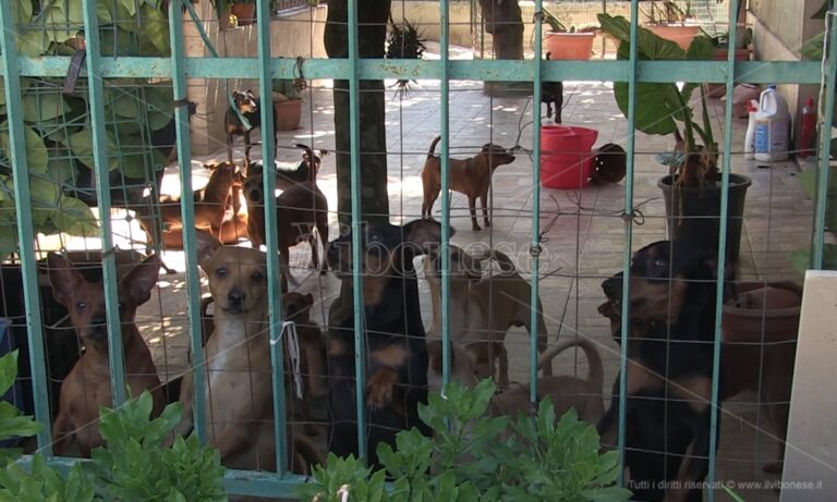 Troppi cani in casa a Filandari, la proprietaria: «Sono tenuti bene e non danno fastidio»