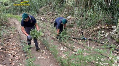 Portosalvo, diecimila piante di canapa scoperte nei pressi del fiume Trainiti – Video