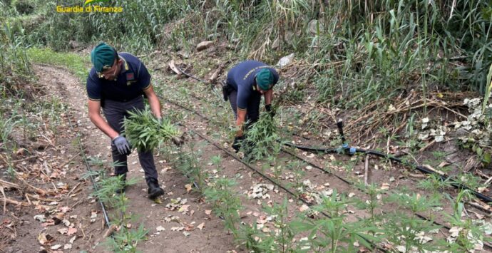 Portosalvo, diecimila piante di canapa scoperte nei pressi del fiume Trainiti – Video