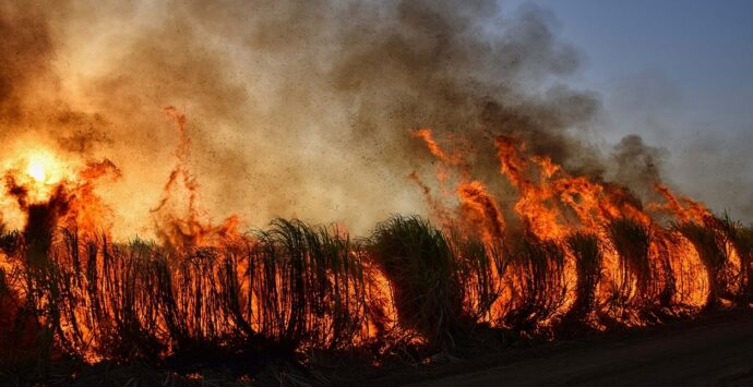 Incendi e coltivazioni devastate nel Briaticese, il Comune avvia la ricognizione dei danni