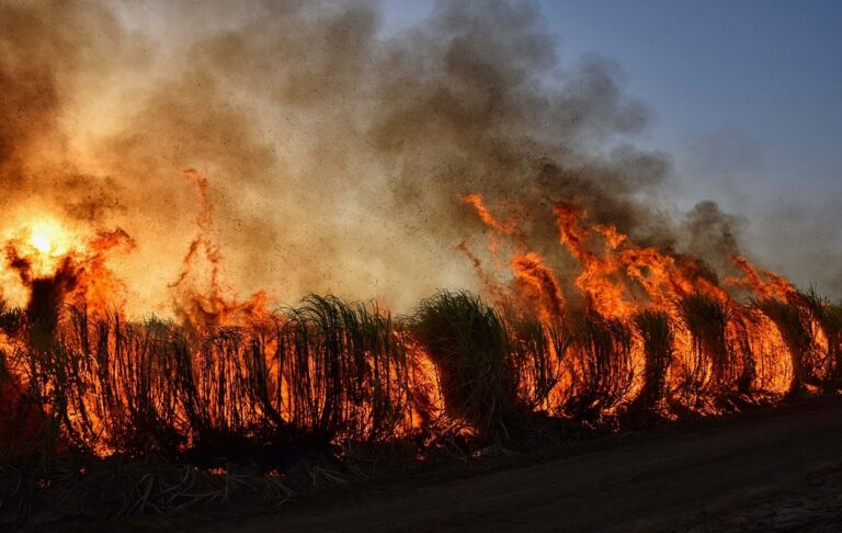 Incendi, caldo record e danni alle colture: il Comune di Pizzo chiede lo stato di calamità