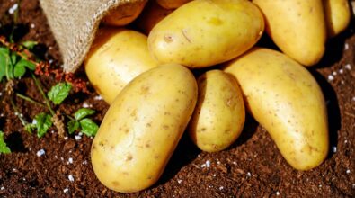 Zungri, i sapori della tradizione contadina rivivono con la Sagra della patata