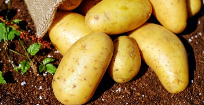 Zungri, i sapori della tradizione contadina rivivono con la Sagra della patata