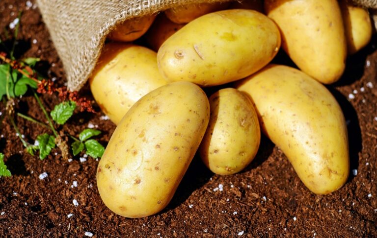Zungri, i sapori della tradizione contadina rivivono con la Sagra della patata