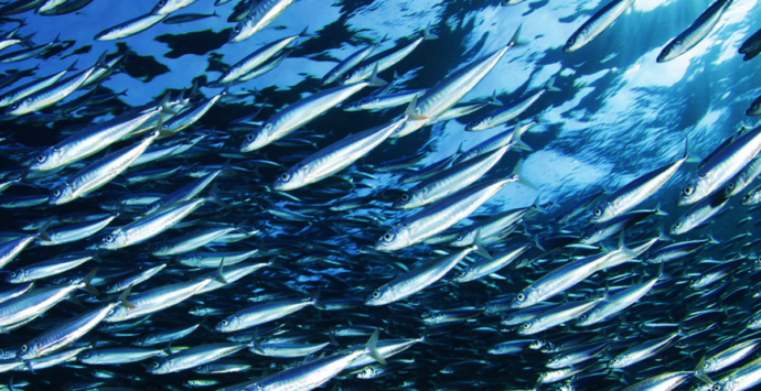 Stop al pesce fresco, scatta il fermo dal Tirreno allo Ionio. Coldiretti: «Tutelare le risorse»