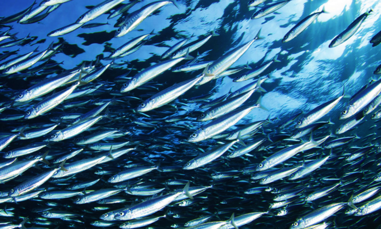 Pesca in Calabria, sullo Ionio ripartono le attività: «Caro-gasolio sfida insormontabile»