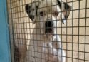 Sul cartone delle pizze le foto dei cani in cerca di famiglia: l’iniziativa di due ristoratori vibonesi
