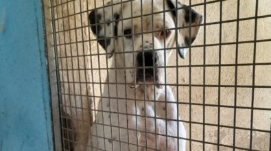 Sul cartone delle pizze le foto dei cani in cerca di famiglia: l’iniziativa di due ristoratori vibonesi