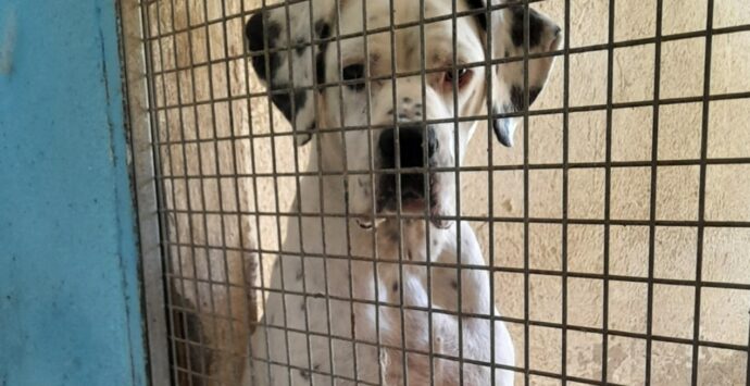 Sul cartone delle pizze le foto dei cani in cerca di famiglia: l’iniziativa di due ristoratori vibonesi